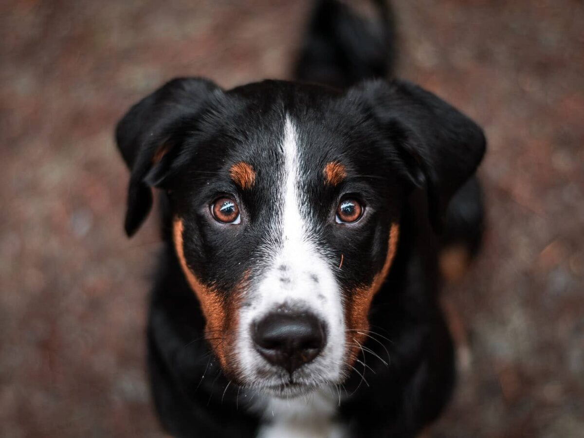 how-much-exercise-does-a-bernese-mountain-dog-need-dogsandcatstime