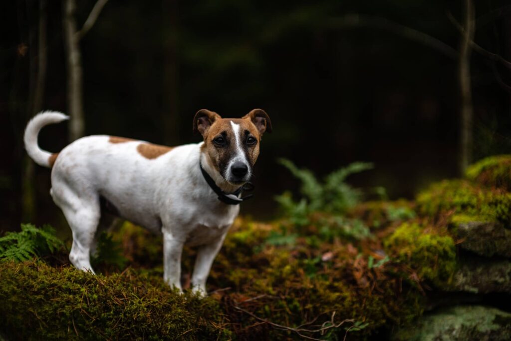 This image has an empty alt attribute; its file name is Jack-Russel-Wald-1024x683.jpg