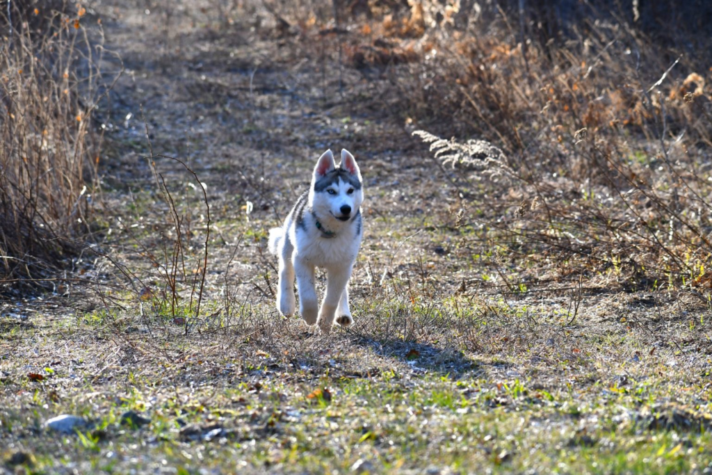 How Much Exercise Does A Siberian Husky Need